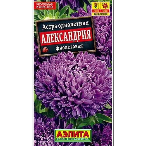 Астра Александрия фиолетовая Аэлита изображение 1 артикул 98837