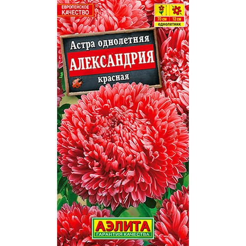 Астра Александрия красная Аэлита изображение 1 артикул 98836