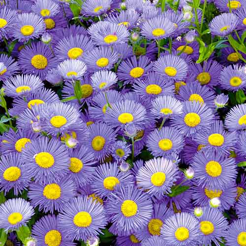 Астра альпийская Данке Шон изображение 1 артикул 68614