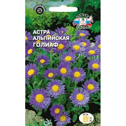 Астра альпийская Голиаф Седек изображение 1 артикул 93646