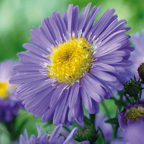 Астра альпийская Блю изображение 1 артикул 76371