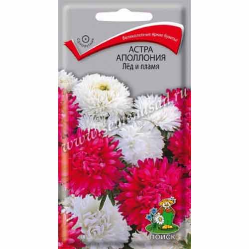 Астра Аполлония Лед и пламя Поиск изображение 1 артикул 97861