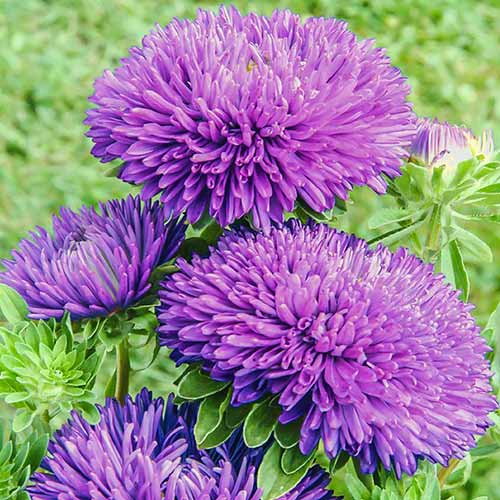 Астра Баллон фиолетовая изображение 1 артикул 78110