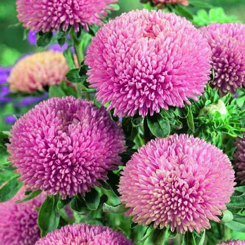 Астра Баллон розовая изображение 1 артикул 78109