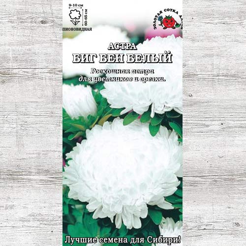 Астра Биг Бен белый изображение 1 артикул 83649