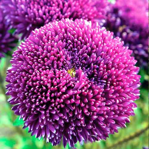 Астра Большая хризантема синяя Русский огород НК изображение 1 артикул 66189