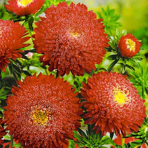 Астра Букет роскошный красный изображение 1 артикул 73780