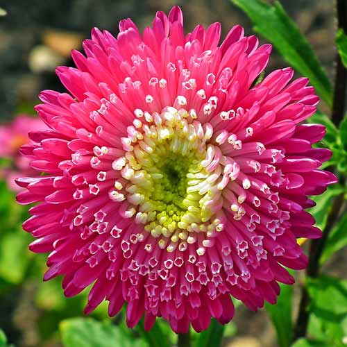 Астра Букет роскошный пурпурный артикул фото 1 Астра Букет роскошный пурпурный изображение 1 артикул 73781