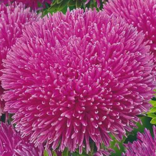 Астра Джувел Пурпурит артикул фото 1 Астра Джувел Пурпурит изображение 1 артикул 73786