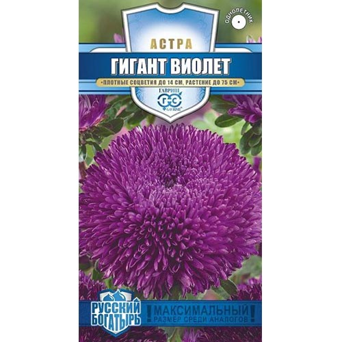Астра Гигант Виолет Гавриш артикул фото 1 Астра Гигант Виолет Гавриш изображение 1 артикул 91919