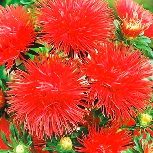 Астра Гигантские лучи красная изображение 1 артикул 78112