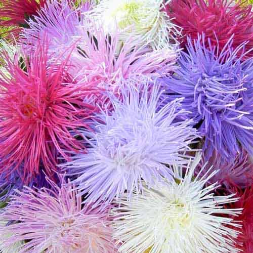 Астра Гигантские лучи, смесь окрасок артикул фото 1 Астра Гигантские лучи, смесь окрасок изображение 1 артикул 66154