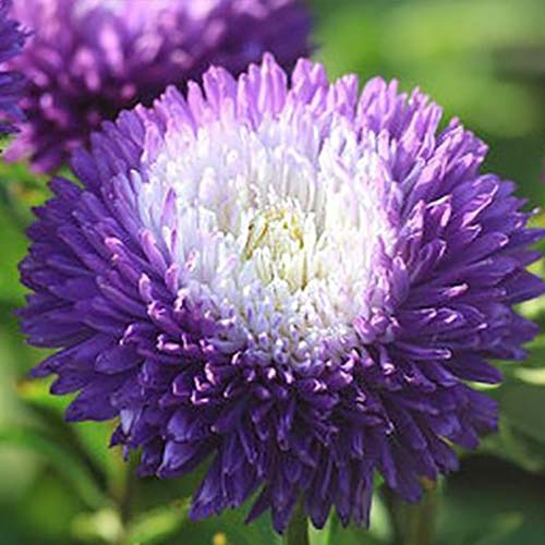 Астра Голубая луна, смесь окрасок Русский огород НК изображение 1 артикул 81607