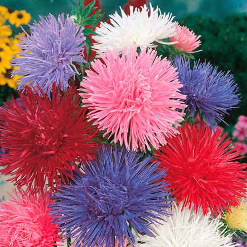 Астра Гремлин, смесь окрасок изображение 1 артикул 65788