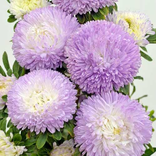 Астра густомахровая Баллон серебристо-голубой изображение 1 артикул 66902