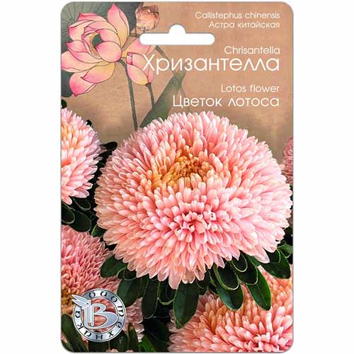 Астра Хризантелла Цветок лотоса Биотехника изображение 1 артикул 82682