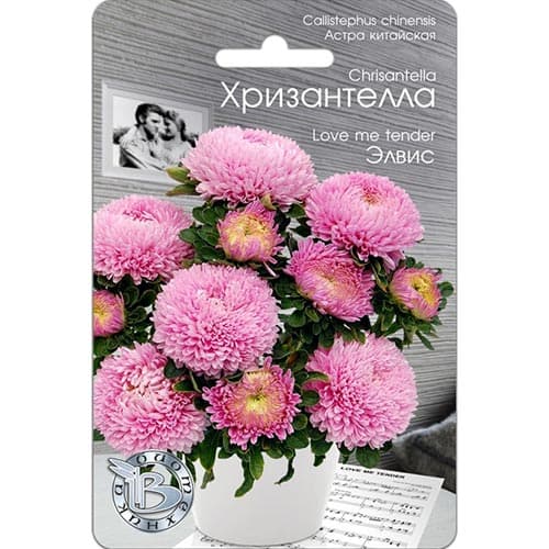Астра Хризантелла Элвис Биотехника изображение 1 артикул 91570