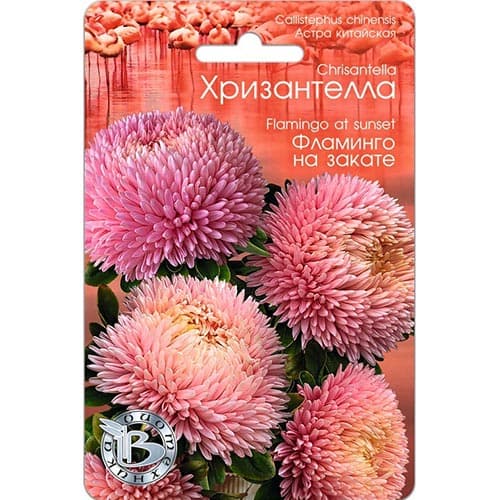 Астра Хризантелла Фламинго на закате Биотехника изображение 1 артикул 91569