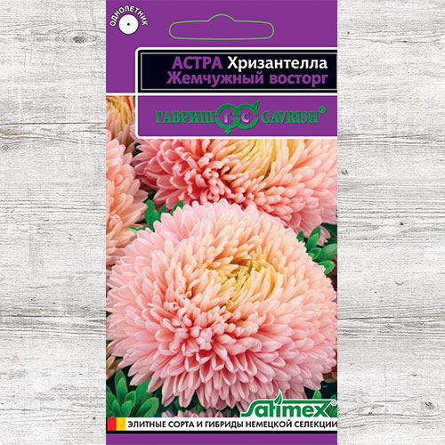 Астра Хризантелла Жемчужный восторг Гавриш изображение 1 артикул 84009