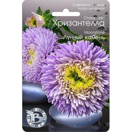 Астра Хризантелла Лунный камень Биотехника артикул фото 1 Астра Хризантелла Лунный камень Биотехника изображение 1 артикул 91564