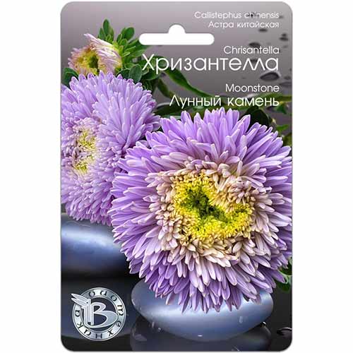 Астра Хризантелла Лунный камень изображение 1 артикул 82677