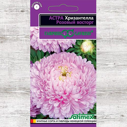 Астра Хризантелла Розовый восторг Гавриш изображение 1 артикул 84011