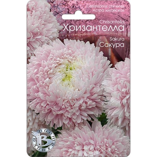 Астра Хризантелла Сакура Биотехника изображение 1 артикул 84609