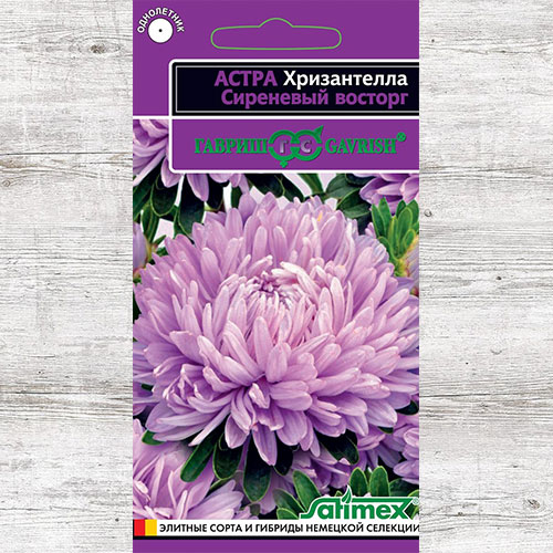 Астра Хризантелла Сиреневый восторг Гавриш изображение 1 артикул 84012