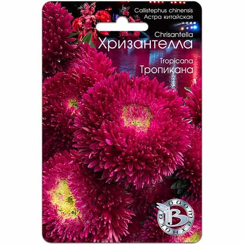 Астра Хризантелла Тропикана Биотехника изображение 1 артикул 82681