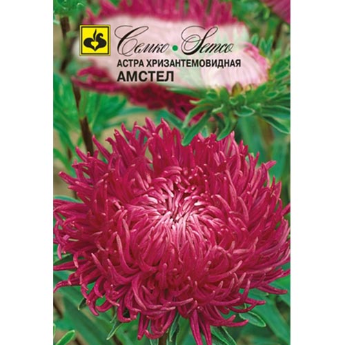 Астра Хризантемовидная Амстел Семко изображение 1 артикул 94289