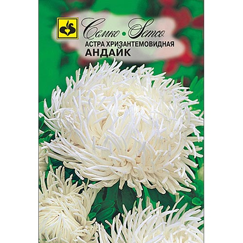 Астра Хризантемовидная Андайк Семко изображение 1 артикул 94290