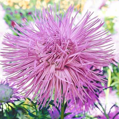 Астра игольчатая Кристалл розовый, семена изображение 1 артикул 69003