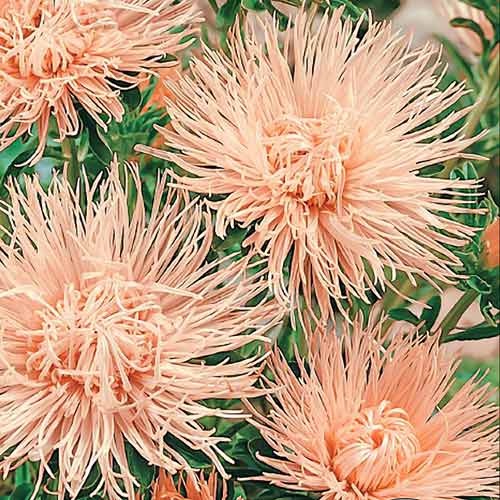 Астра игольчатая розово-кремовая Наина изображение 1 артикул 66905