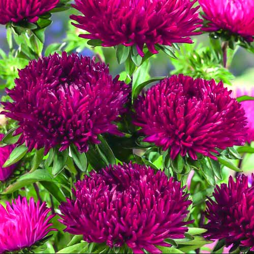 Астра игольчато-коготковая Гигант бордо, семена изображение 1 артикул 69005