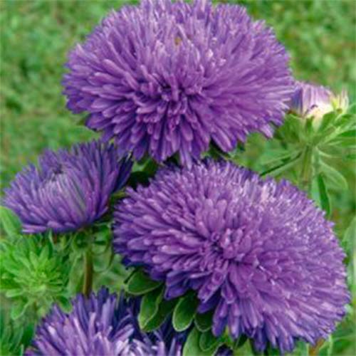 Астра игольчато-коготковая Гигант виолет, семена изображение 1 артикул 69006