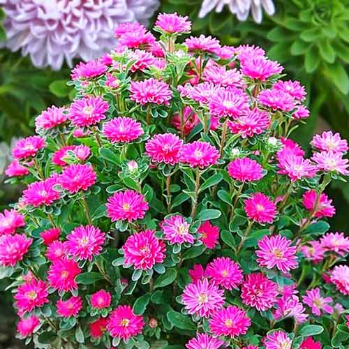 Астра китайская Бамбина Ред Шейдс изображение 1 артикул 74779