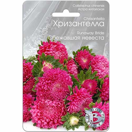 Астра Хризантелла Сбежавшая невеста изображение 1 артикул 74067
