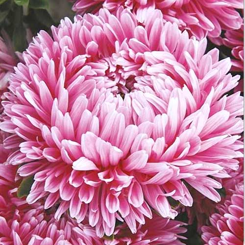 Астра китайская Леди Коралл бриллиантово-розовая изображение 1 артикул 74780