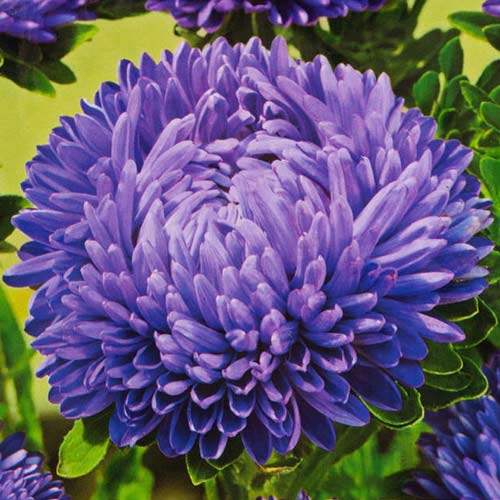 Астра китайская Леди Коралл темно-синяя изображение 1 артикул 74782