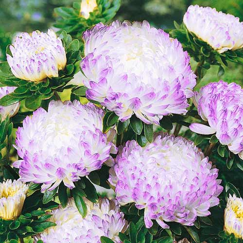 Астра китайская Старый замок SELECT Кварц артикул фото 1 Астра китайская Старый замок SELECT Кварц изображение 1 артикул 74055