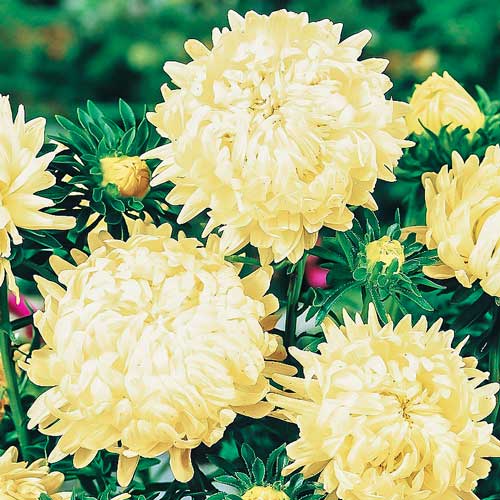 Астра китайская Старый замок SELECT Золотой изображение 1 артикул 74054