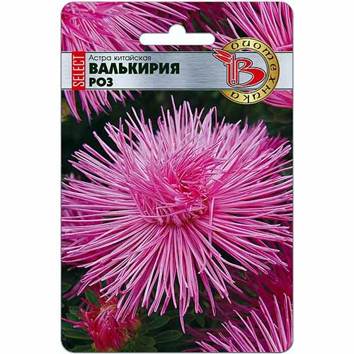 Астра китайская Валькирия селект Роз Биотехника изображение 1 артикул 74788