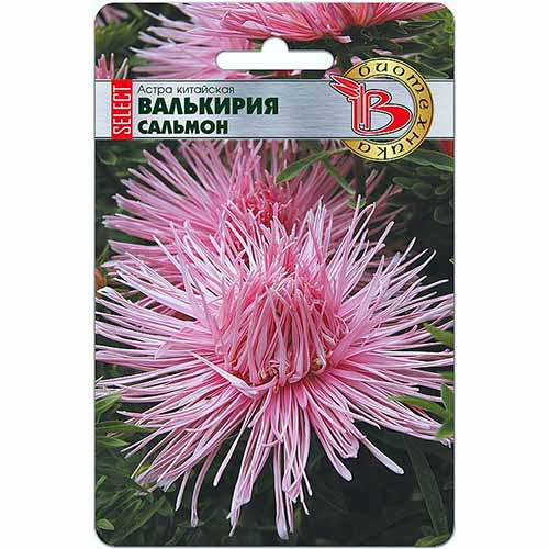 Астра китайская Валькирия селект Сальмон Биотехника изображение 1 артикул 74789
