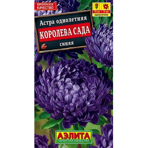 Астра Королева сада синяя Аэлита изображение 1 артикул 40280