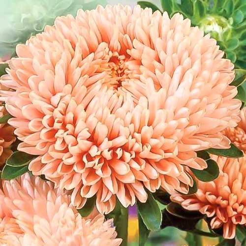 Астра Королевская лососевая артикул фото 1 Астра Королевская лососевая изображение 1 артикул 71116