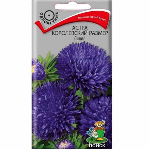 Астра Королевский размер синяя артикул фото 1 Астра Королевский размер синяя изображение 1 артикул 71810