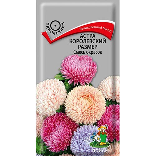 Астра Королевский размер, смесь окрасок Поиск изображение 1 артикул 92880