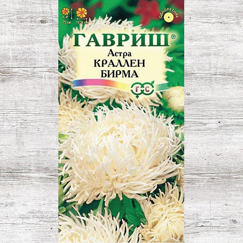 Астра Краллен Бирма Гавриш артикул фото 1 Астра Краллен Бирма Гавриш изображение 1 артикул 82304