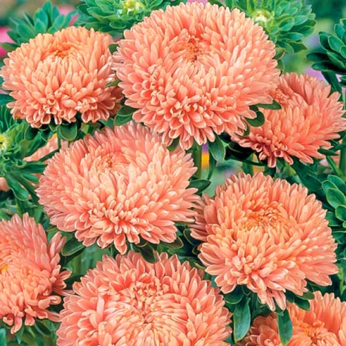 Астра Леди Корал лососевая изображение 1 артикул 81289