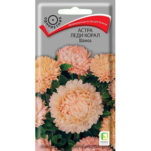 Астра Леди Корал Шамоа Поиск изображение 1 артикул 92881